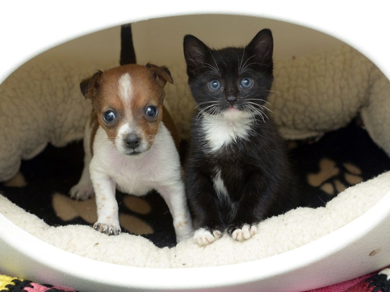 Kitty was found abandoned a garden just a day old. Buttons, a Jack Russell, was born at the animal home after her pregnant mom's elderly owners gave her up.
