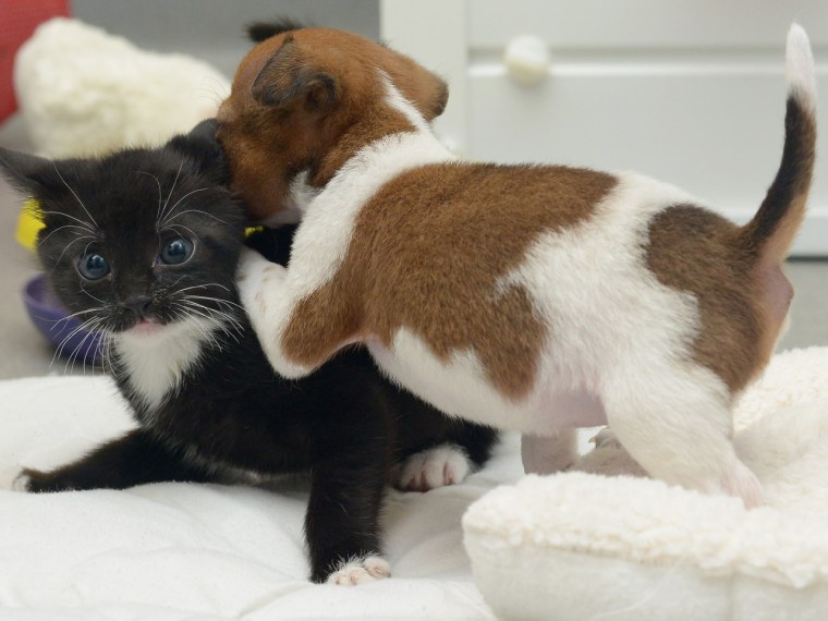 8 photos of a puppy and kitten who think they're sisters