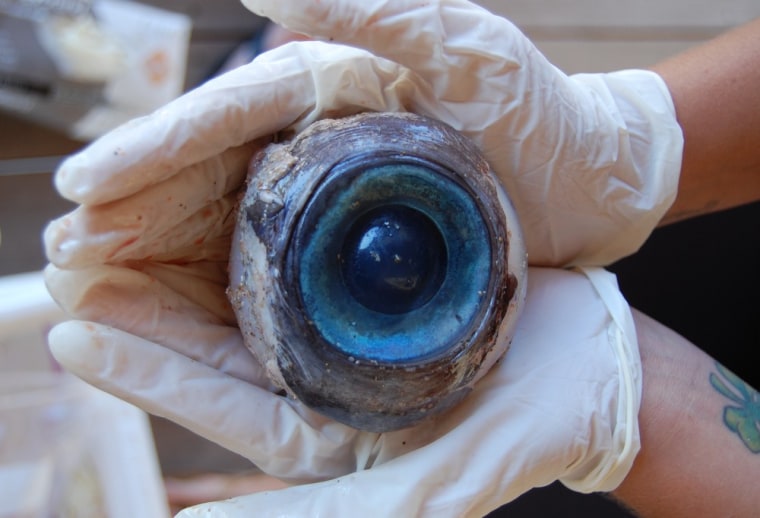 A photo from the Florida Fish and Wildlife Conservation Commission shows a giant eyeball from a mysterious sea creature that washed ashore and was found by a man walking the beach in Pompano Beach, Fla., on Wednesday. The eyeball will be sent to the Florida Fish and Wildlife Research Institute in St. Petersburg, Fla.