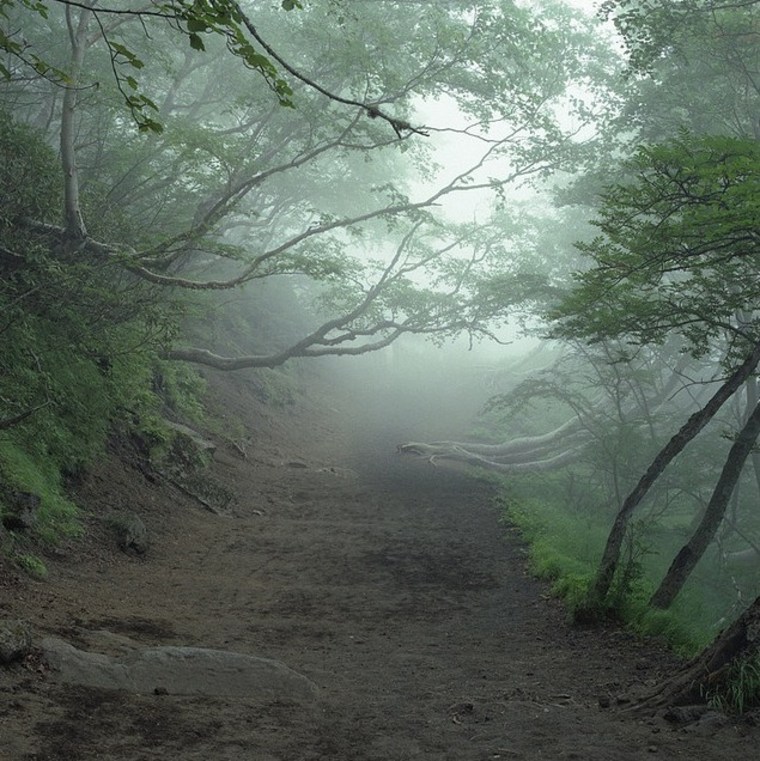 The dense Aokigahara forest at the northwest base of Japan’s Mount Fuji.