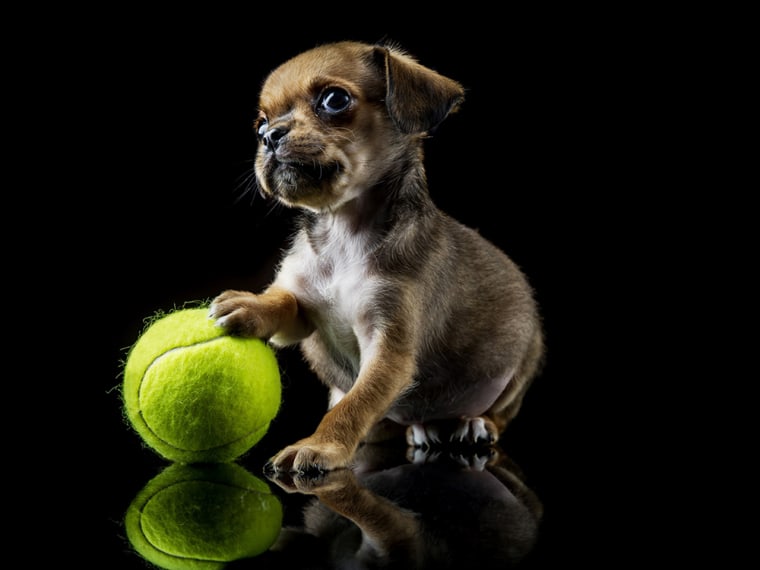 Bubbles, a King Charles spaniel puppy, plays with his first ball after being rescued in Devon, UK.