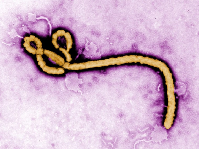 A new virus that appears similar to rabies, but has the symptoms and lethality of Ebola, shown here, has been dubbed the Bas-Congo virus. It killed two teenagers in the Congo in 2009.