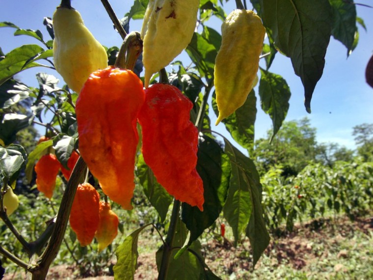 \"Ghost chili\" peppers, pictured here at Changpool in the northeastern Indian state of Assam, were recently named the spiciest chili in the world by Guinness World Records