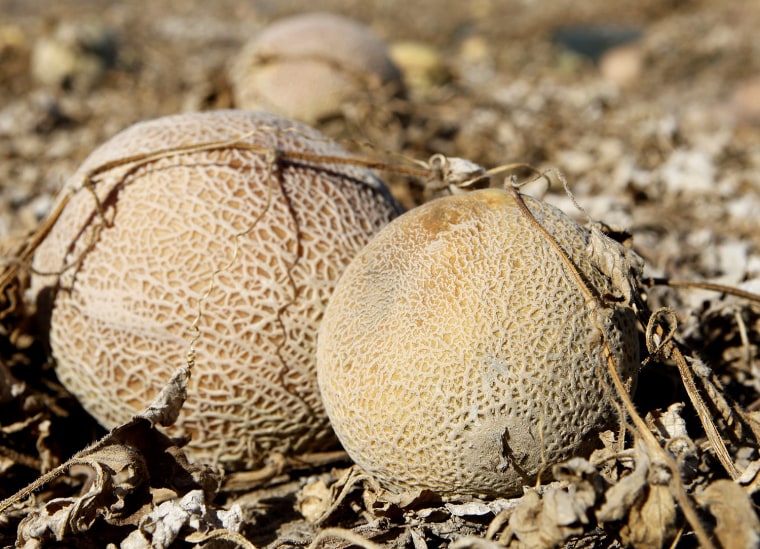 Cantaloupes rot in the afternoon heat on a field on the Jensen Farms near Holly, Colo., last month. Whole fruit contaminated with listeria have been blamed for 25 deaths in the worst food poisoning outbreak in the U.S. in a quarter century.