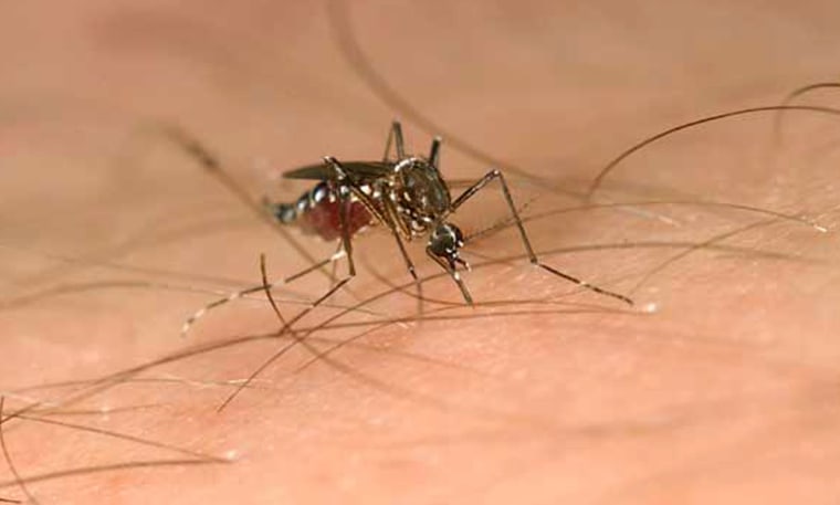 New weapon for war on mosquitoes