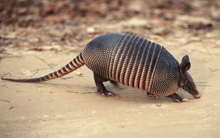 The prehistoric-looking nine-banded armadillo is dangerous -- and tasty?