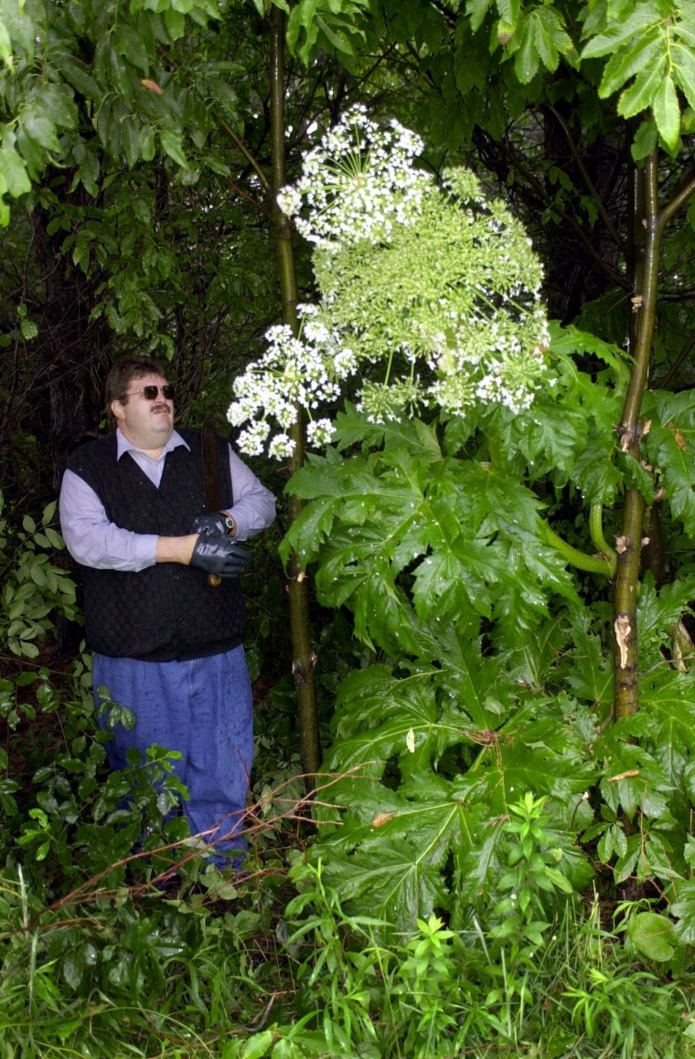 Do not try this at home: Pennsylvania Department of Agriculture agent Michael Zeller stands beside a flowering a giant hogweed plant before cutting it down and spraying it on a farm in McKean, Pa. Experts recommend calling an agriculture hotline to find out how to safely remove one of the weeds without getting injured.