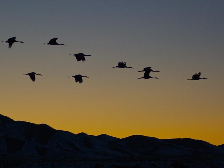 Cranes, Bosque del Apache National Wildlife Refuge, New Mexico