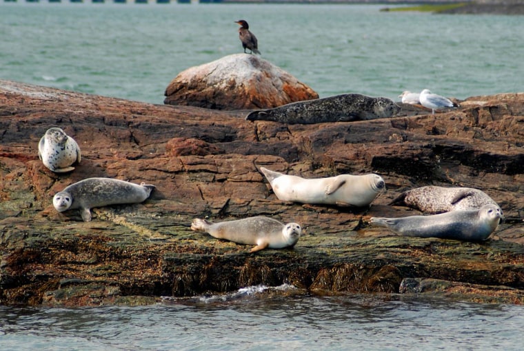 Harbor Seals in Casco Bay, Portland, Maine
