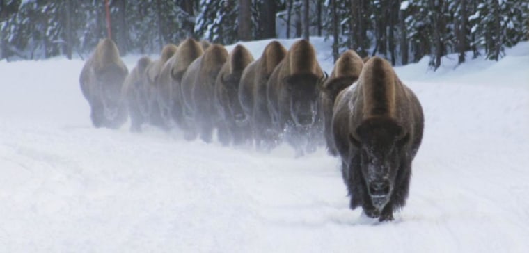 Bison, Yellowstone National Park