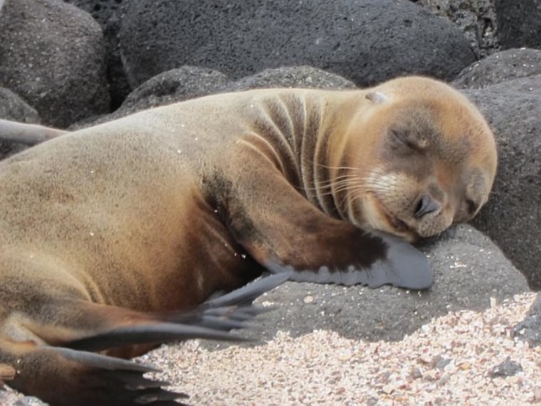 Baby sea lion, Galapagos Islands
