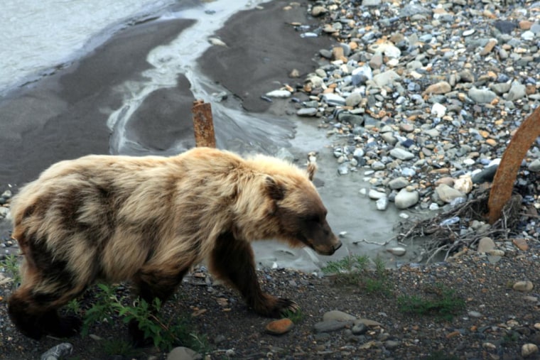 Grizzly Bear in Denali National Park, Alaska