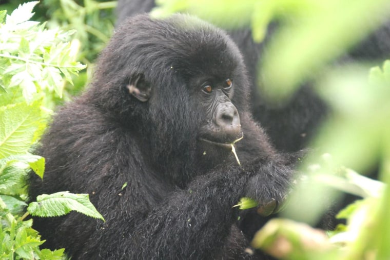 Baby Mountain Gorilla in Rwanda