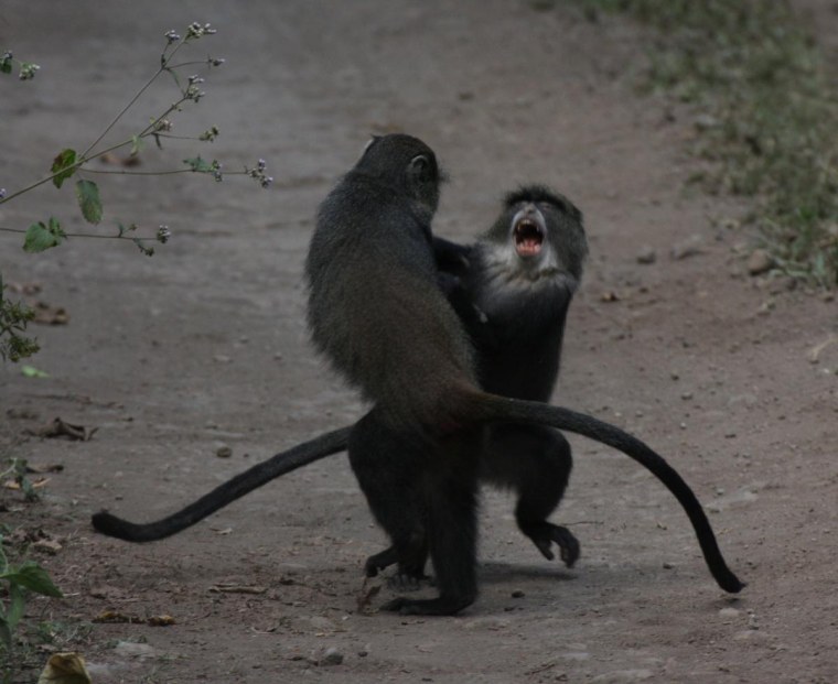 Monkeys, Nairobi National Park, Kenya