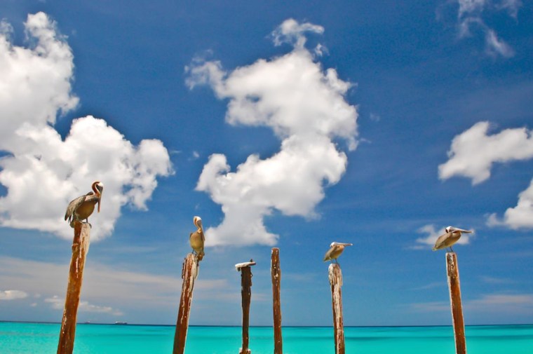 Pelicans in Aruba