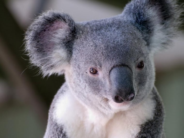 Australian koala