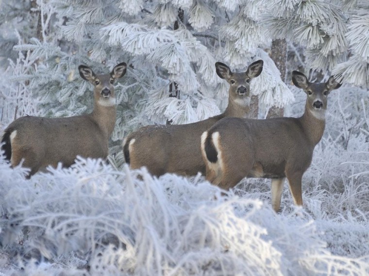 Deer at Seven Mile Hill, The Dalles, Ore.