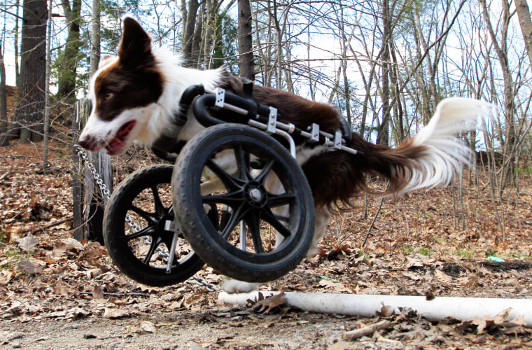 Roosevelt pops a wheelie to get over a pipe during a walk. (Robert F. Bukaty/AP Images)