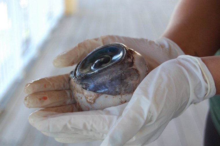 The eyeball that caused such a sensation was cut out of a swordfish's head, apparently by a fisherman, scientists say.