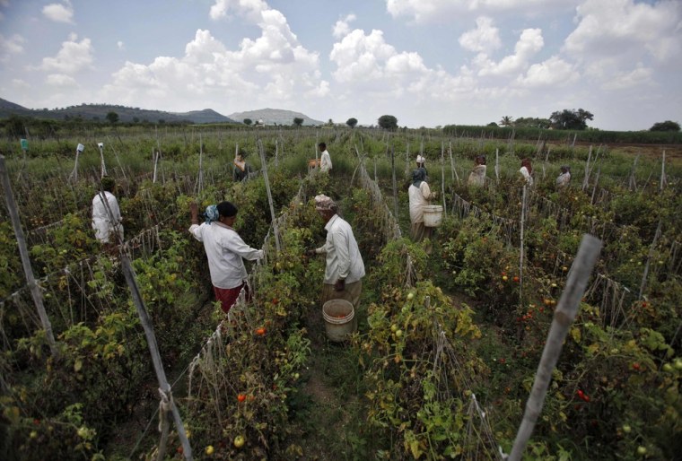 Labourers harvest tomatoes on a farm that supplies fresh produce to Wal-Mart in Narayangaon.