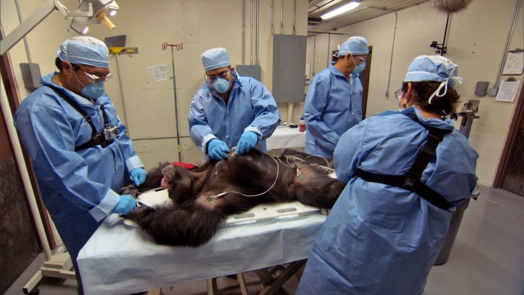 A chimp is sedated to draw blood in the effort to find a cure for Hepatitis C at Texas Biomedical Research Institute in San Antonio, Texas.