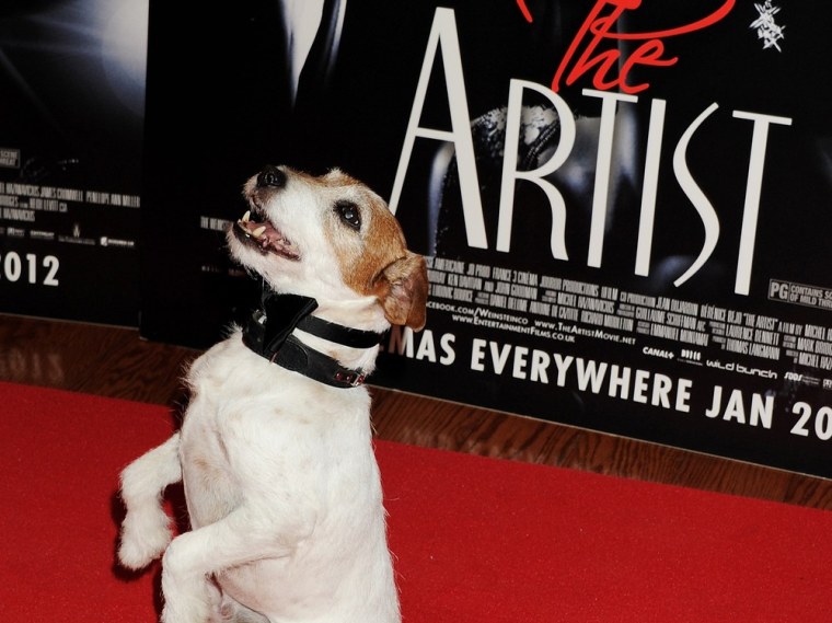 Uggie, seen here attending a special charity screening of
