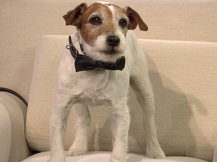 Uggie appeared live on TODAY when the Oscar nominations were announced on the show in January.