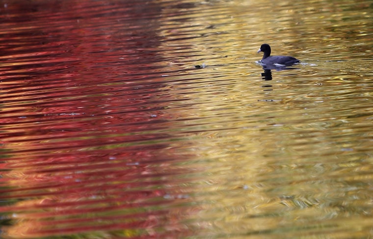 A duck swims in a pond on a sunny autumn day at the zoo in Frankfurt on Oct. 19.