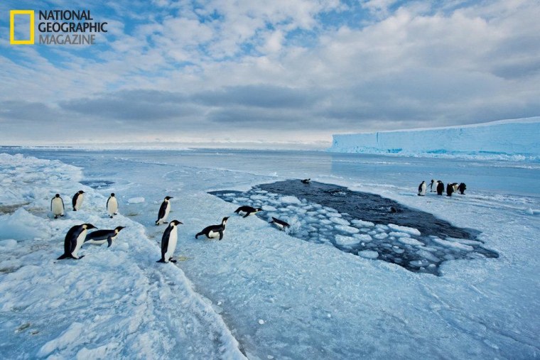 The danger of ambush by leopard seals is greatest when entering the water, so penguins sometimes linger at the edge of an ice hole for hours, waiting for one bold bird to plunge in.