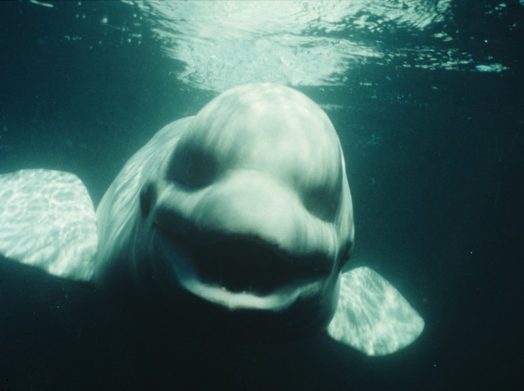 The white whale known as NOC used its nasal passages to make humanlike sounds.