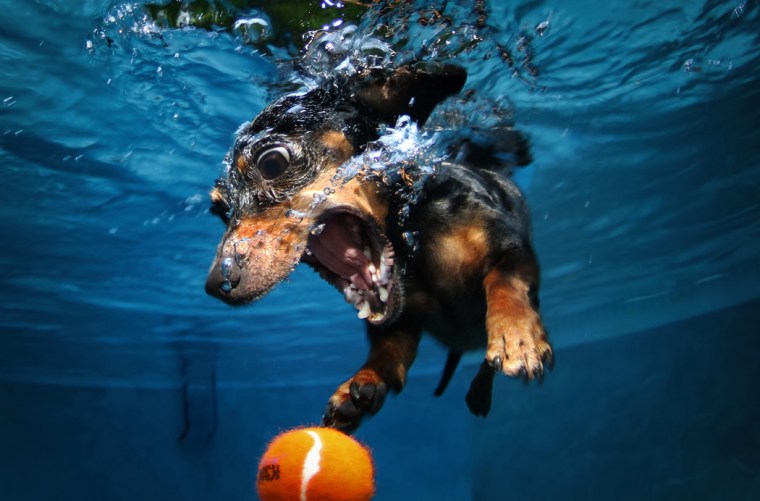 Rhoda, a 7-year-old dachshund.