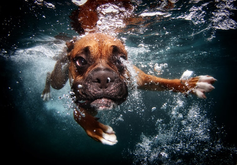 Rex, a 3-year-old-boxer.