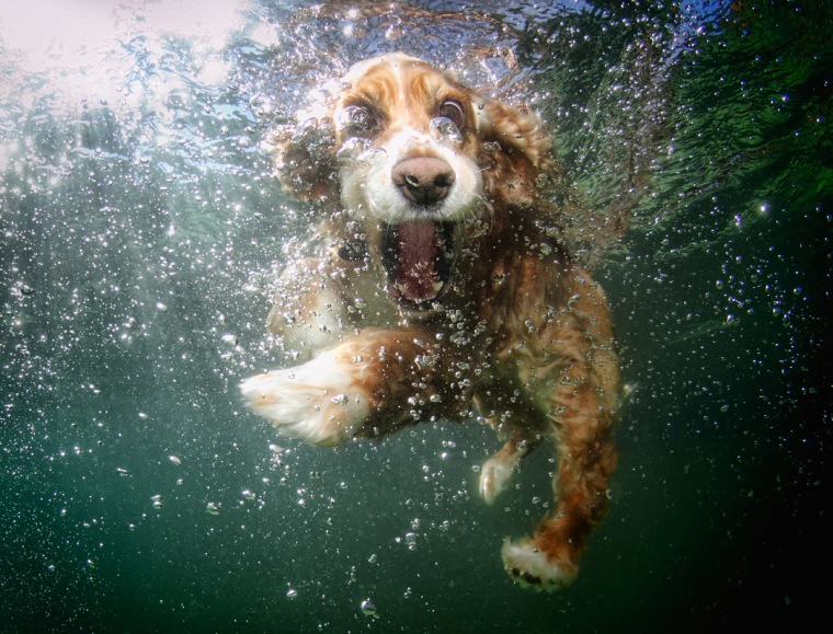 Oshi, a 6-year-old-cocker spaniel.