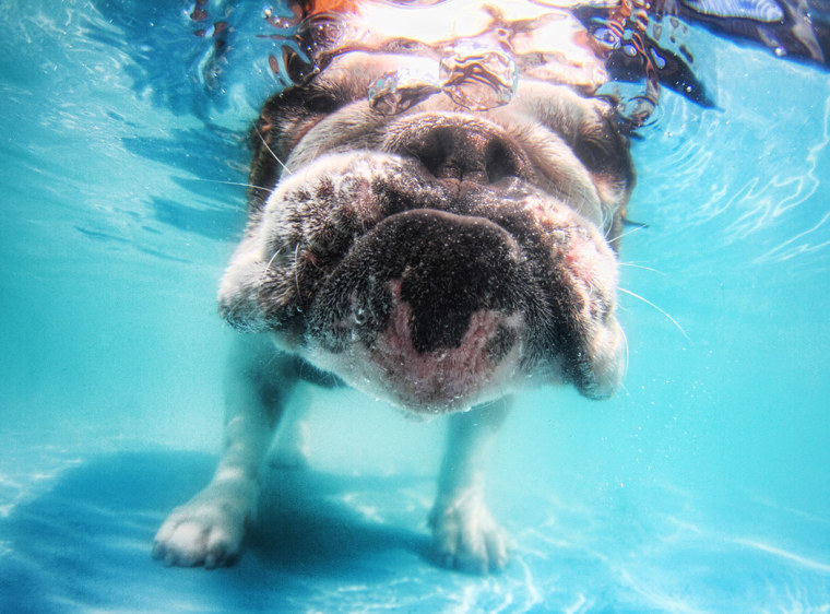 Herbie, an English bulldog.