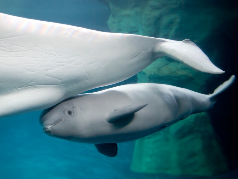 The beluga calf has been improving her milk-intake efficiency and latching onto mom an average of 20 minutes a day.