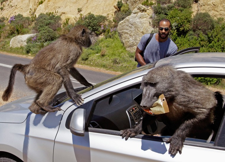 Tourists Alexandre Casias, center back, and Emilie Vachon, not in photo, from Montreal in Canada, have their car raided by Baboons, at Millers Point on the outskirts of Cape Town, South Africa, Oct 24.