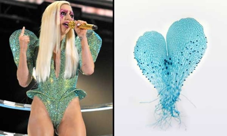 One of the costumes Lady Gaga wears for her performances (left) reminded researchers of the color and shape of a gametophyte from the species in the genus Gaga (right).
