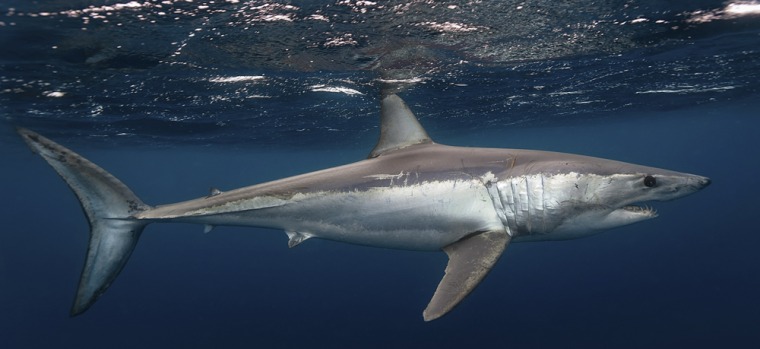 Shortfin mako sharks have been known to attack humans. This one eventually swam away from photographer Sam Cahir after eating tuna bait thrown into the water.