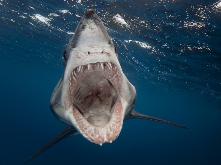 My, what sharp teeth you have! This shortfin mako shark makes her move on photographer Sam Cahir's camera off the Neptune Islands in South Australia.