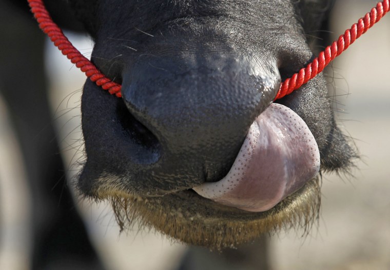 A water buffalo before the start of the race.