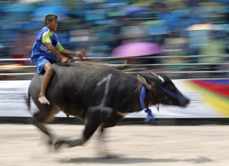 A jockey rides his buffalo.