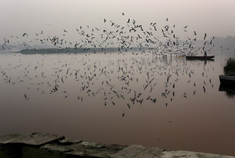 A boatman feeds birds on the Yamuna River in New Delhi on Oct. 29, 2012.