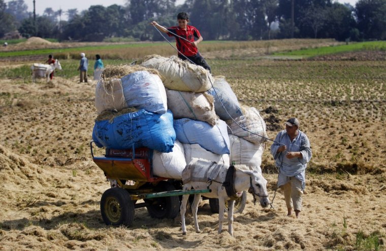An Egyptian child helps his father to load a donkey cart with hay in a farm at the outskirts of Qalyobiya, 27 miles north of Cairo, Egypt. Photo captured on Oct. 17.