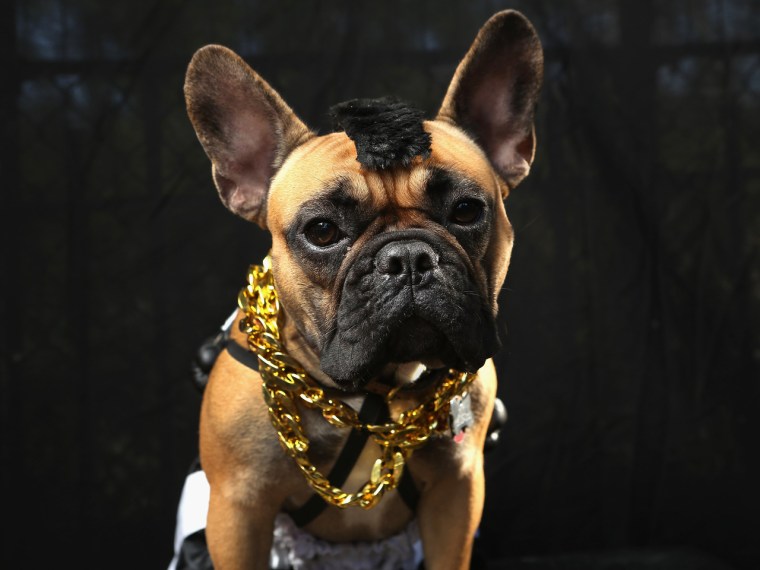 Click to view Mr. T, devilish dragons, a space dog and other pooches all dressed up for a New York City parade.