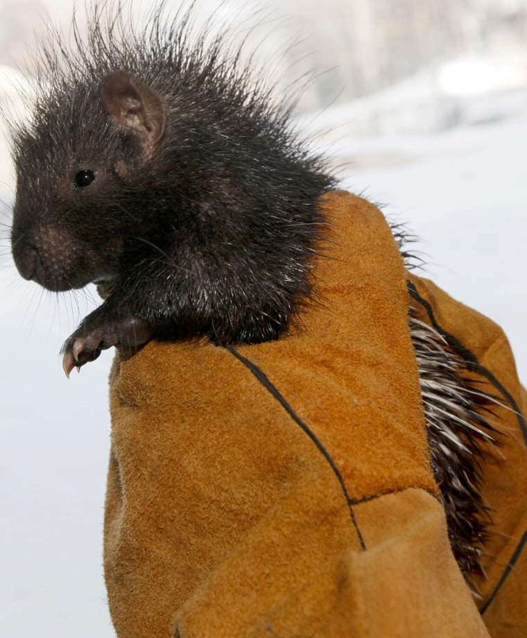 An employee holds a ten-day-old Crested Porcupine cub at the exotic animals department of the Royev Ruchey zoo in Russia.