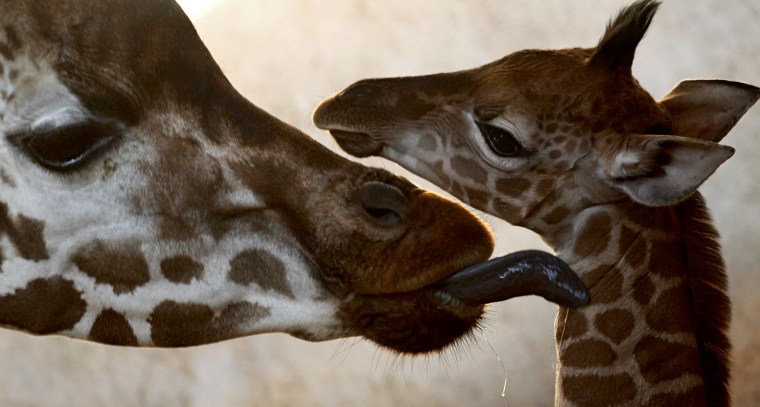 A Rothschild giraffe takes care of its eleven-day-old female offspring named Apolena.