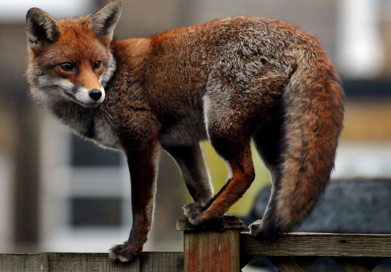 A urban fox prowls along a garden fence in Ealing Dean in West London, England.