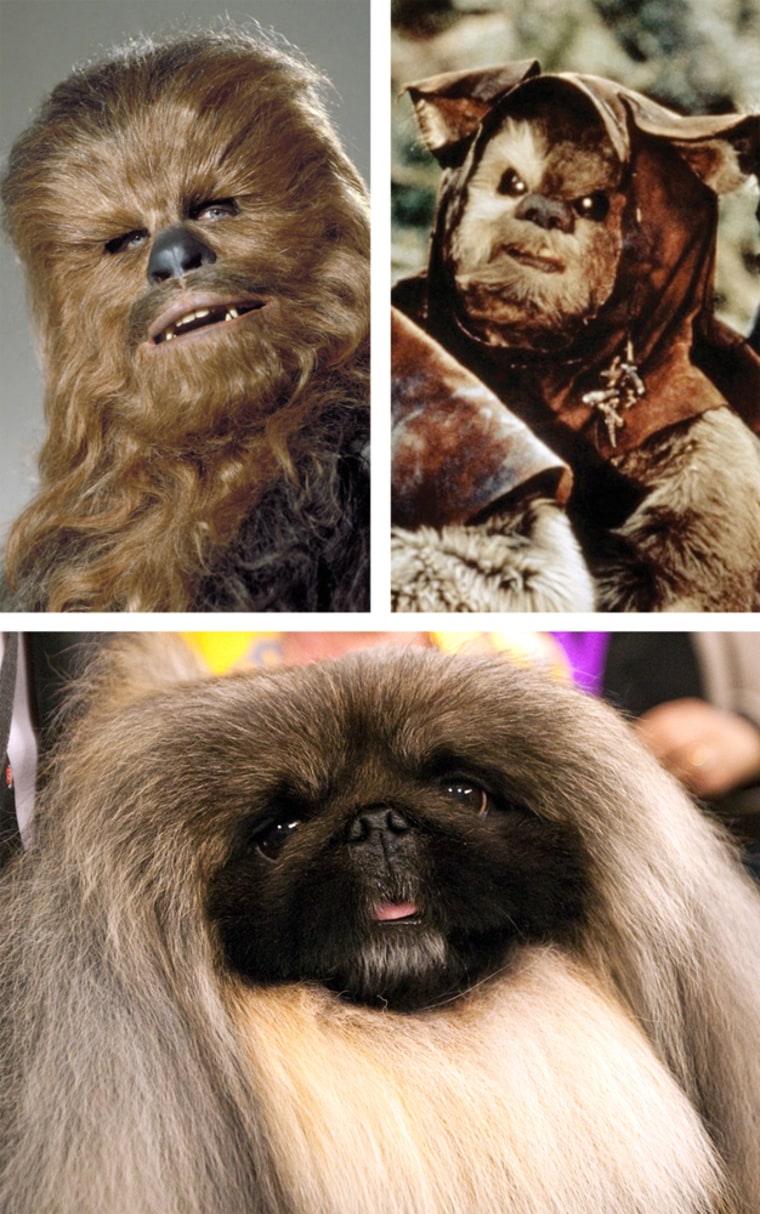 Clockwise, from left: Chewie, an Ewok and Malachy, the Pekingese.