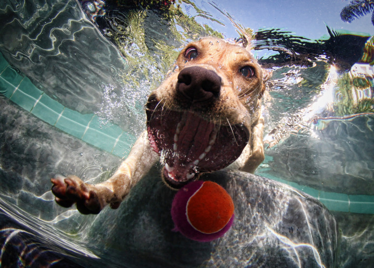 A Yellow Labrador retriever pursues a ball under the water.