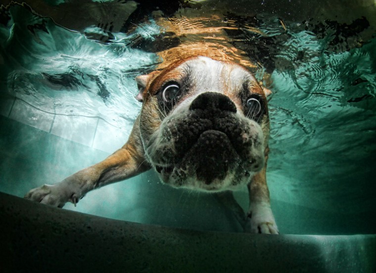 A bulldog exploring under the water.